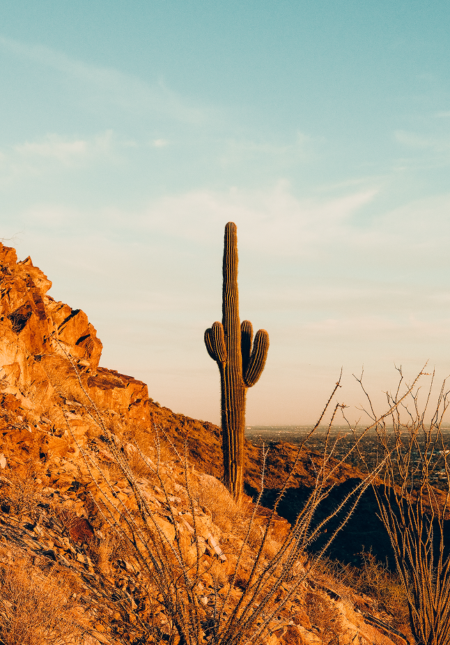 Arizona Arizona